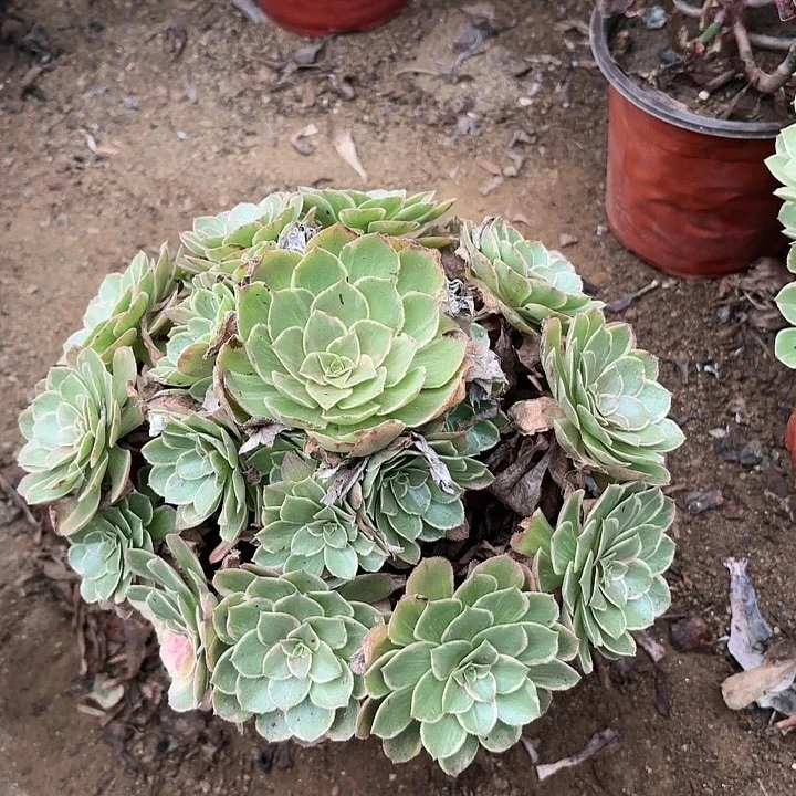 多肉植物莲花座21
