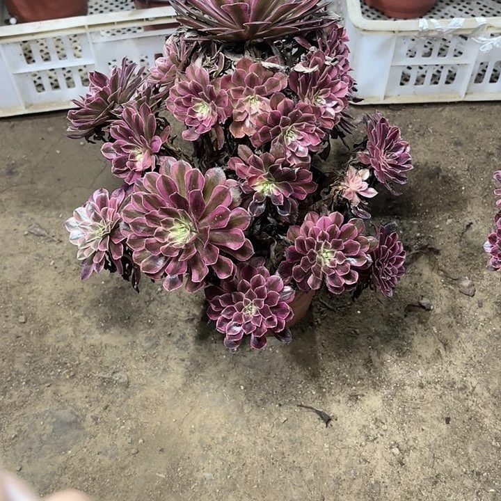 多肉植物黑铜白55