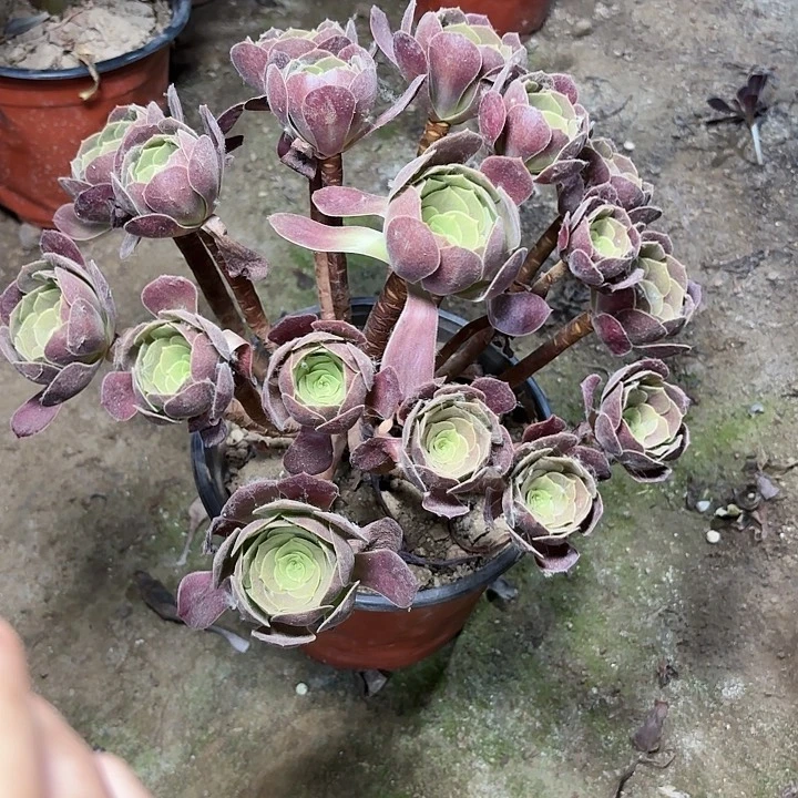 多肉植物法师欧紫16