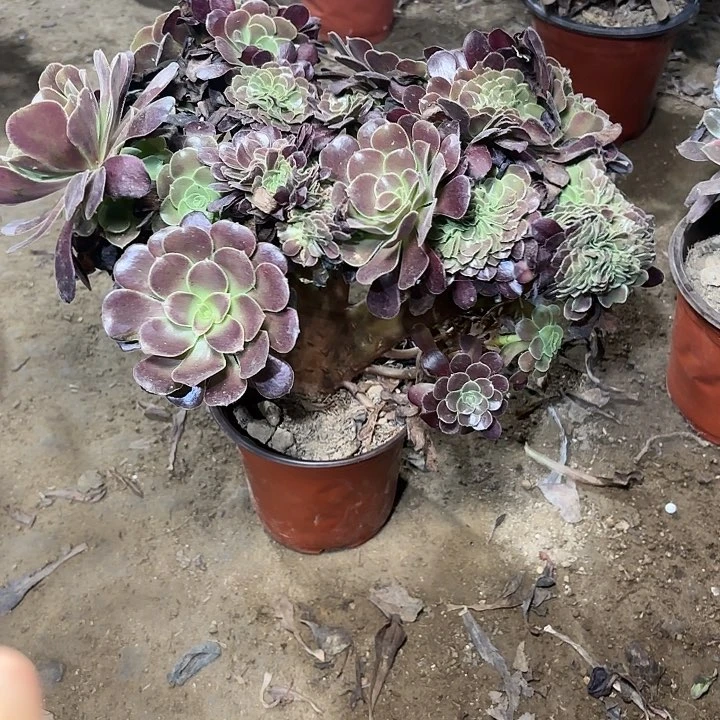 多肉植物欧姿缀79