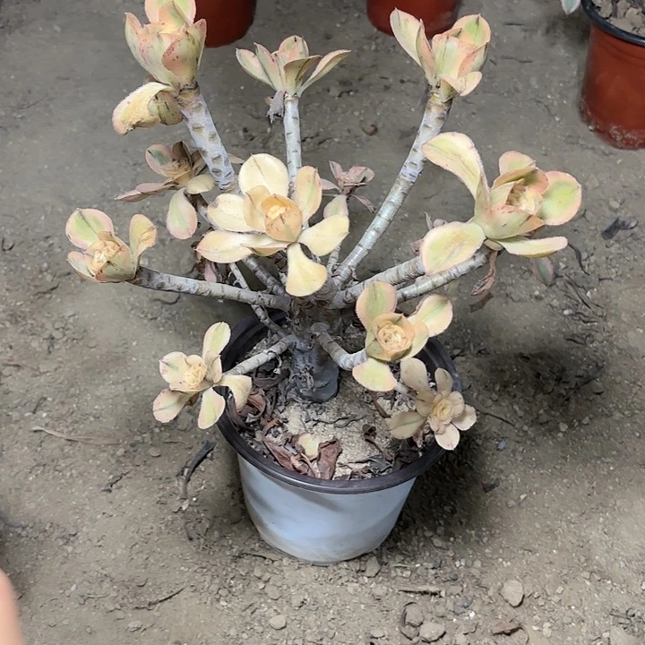 多肉植物艳姿锦43