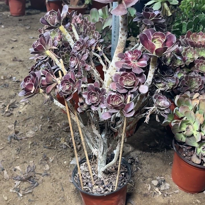 多肉植物厚圆叶12