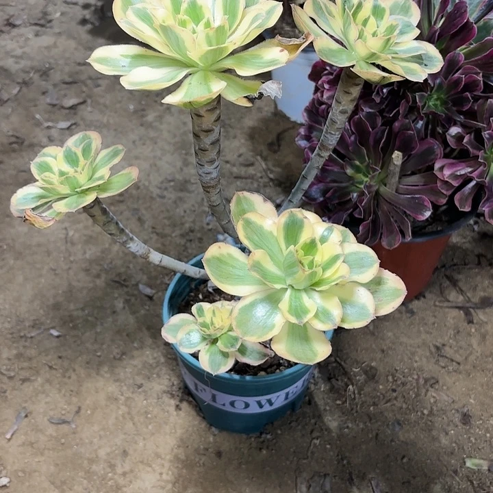 多肉植物艳姿锦9