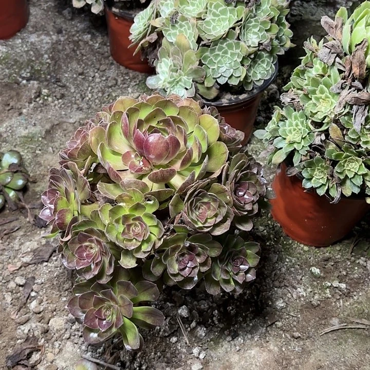 多肉植物法师黑魔有断枝93
