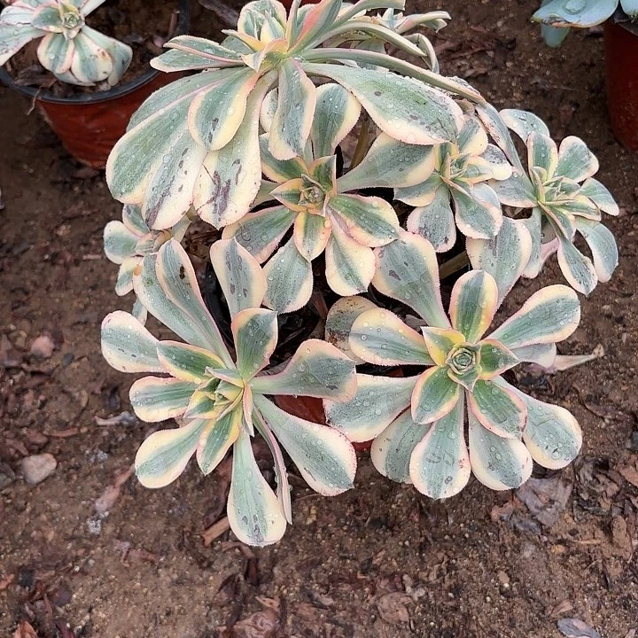 多肉植物法师灿烂30