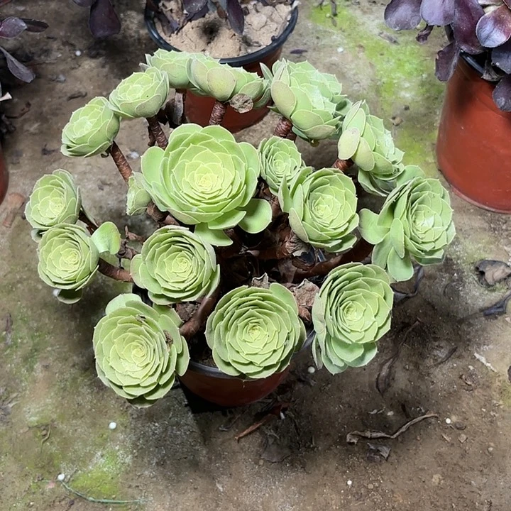 ?****多肉植物万生夜20