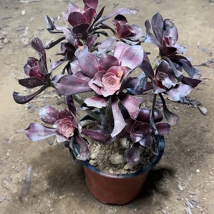 多肉植物法师乌毒45