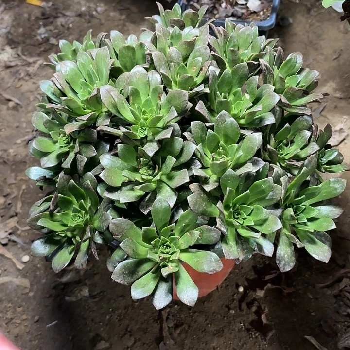 多肉植物法师绿茶77