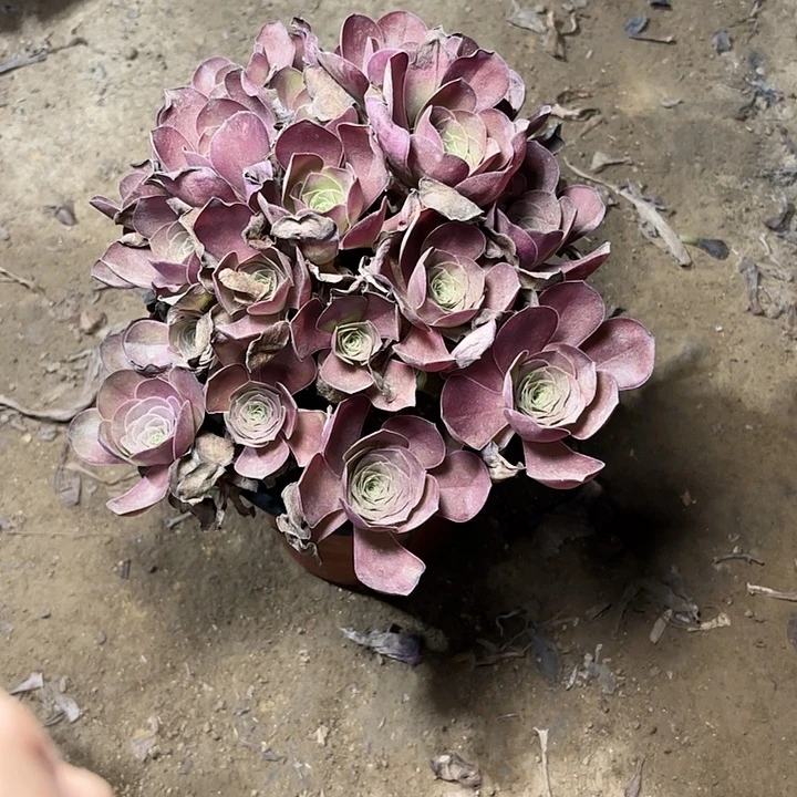 多肉植物魅金玫瑰79