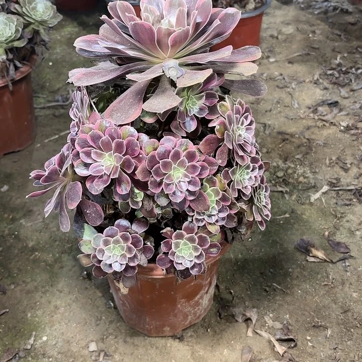 多肉植物金丝雀95