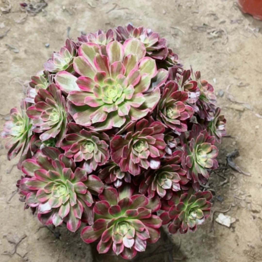 【闪购商品】多肉65