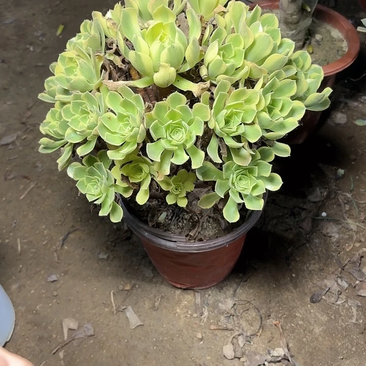 多肉植物法师青檬10