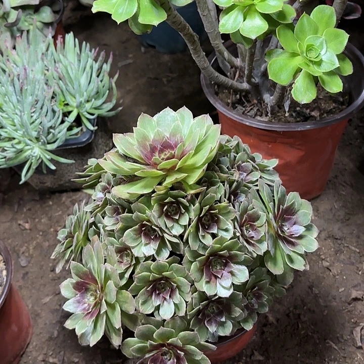 多肉植物糖果万圣节81