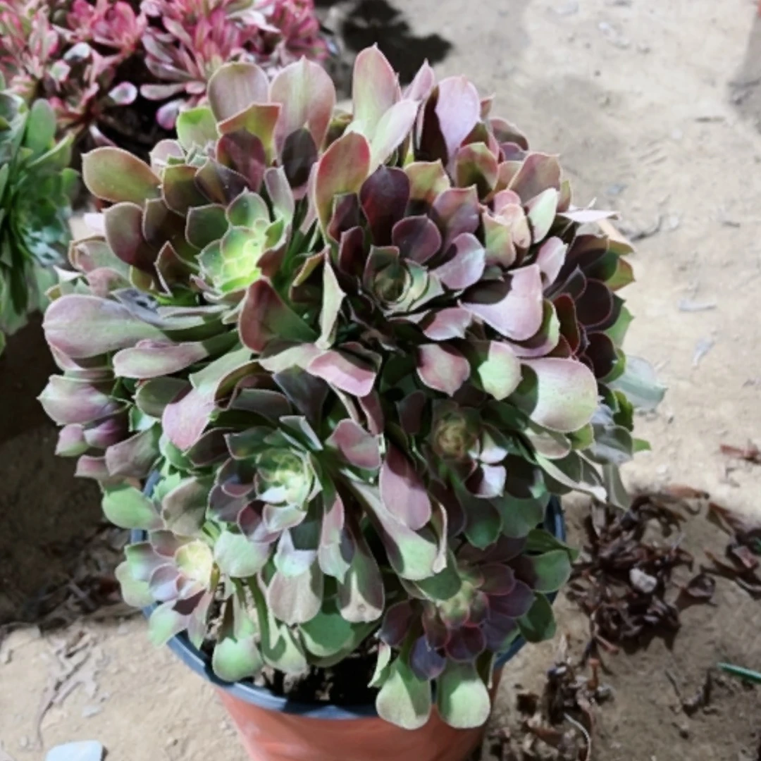 【闪购商品】浅****5多肉115