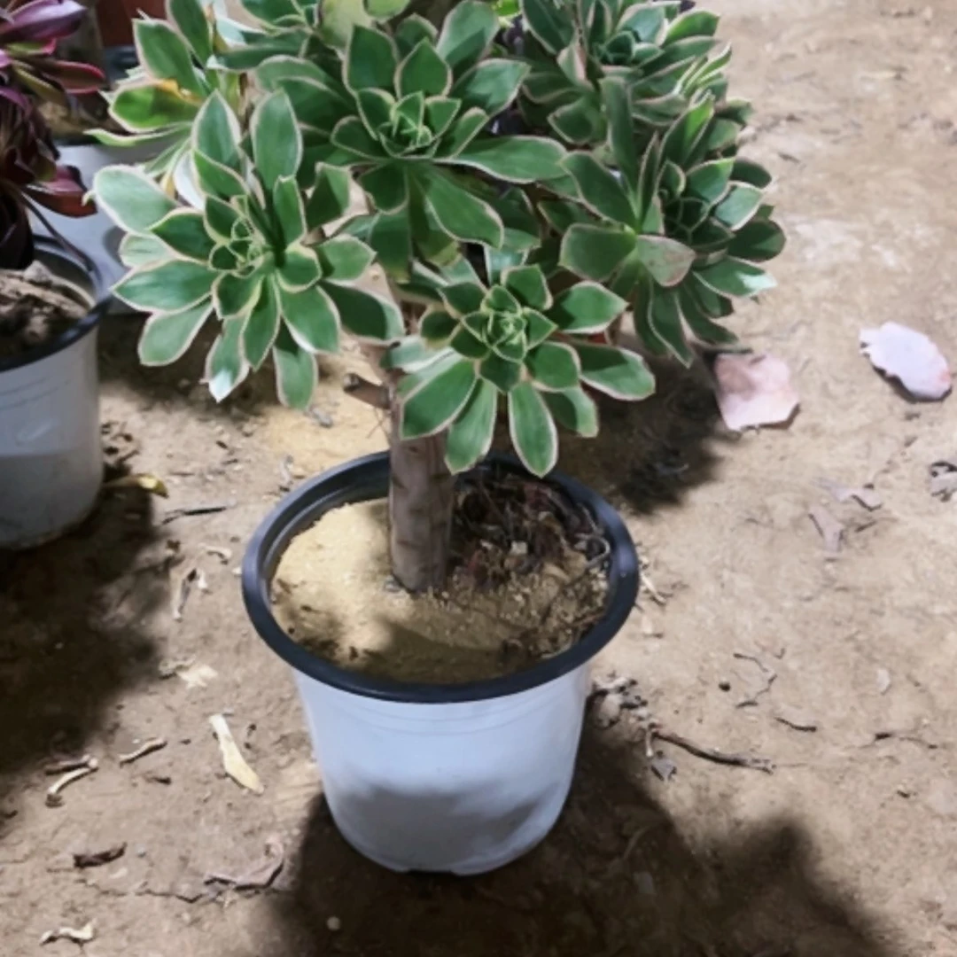 【闪购商品】?****ヾ大玫瑰锦56