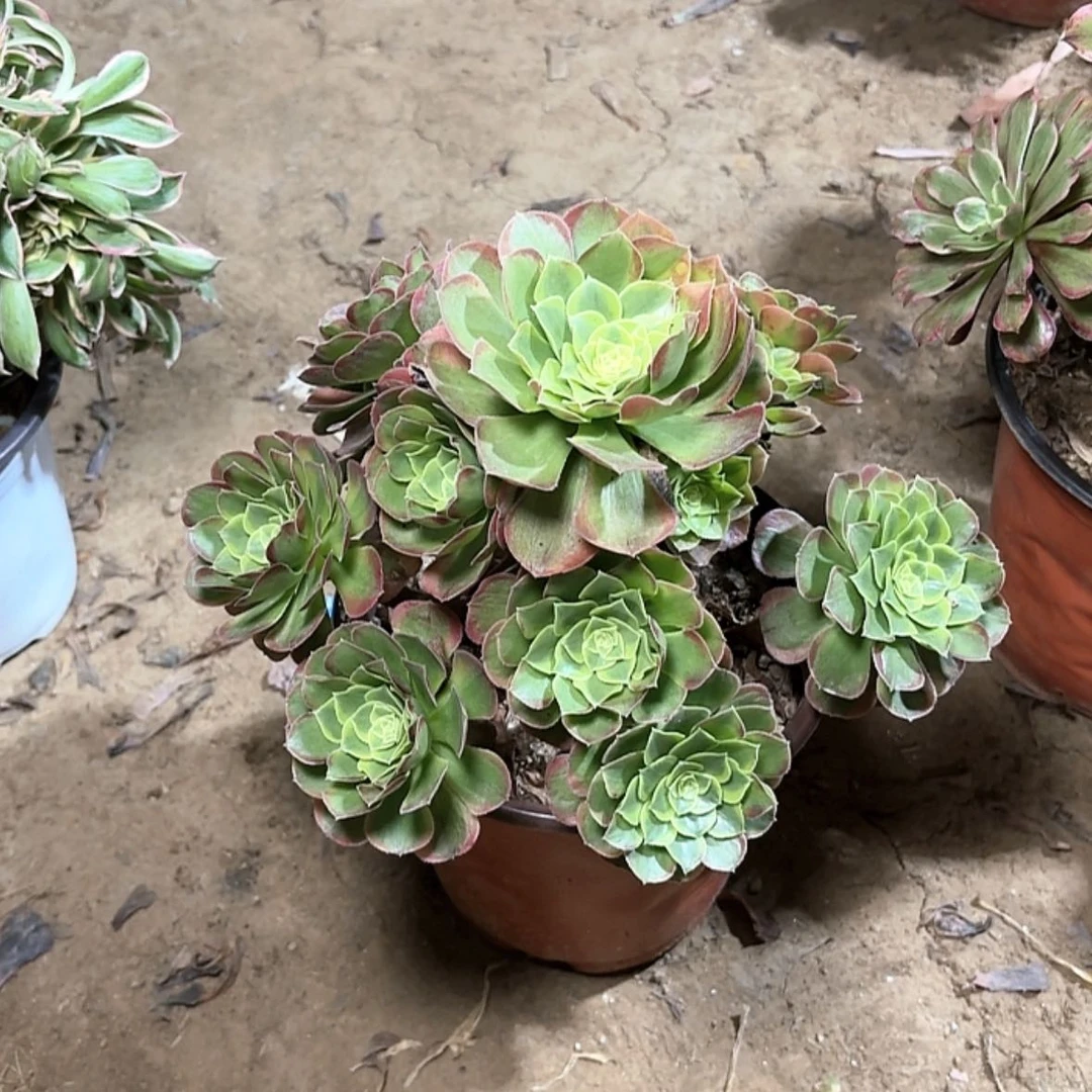 【闪购商品】开**点多肉