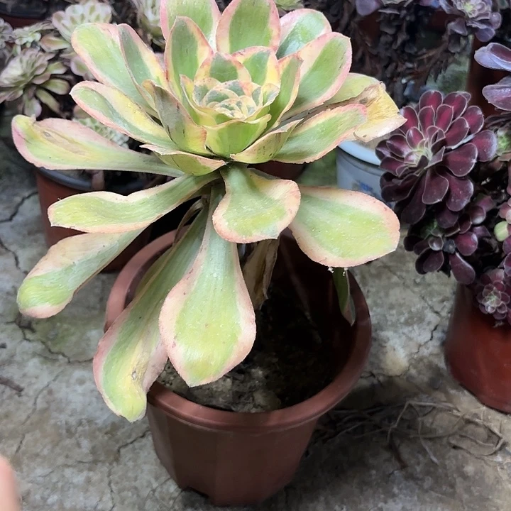 多肉植物艳姿锦134
