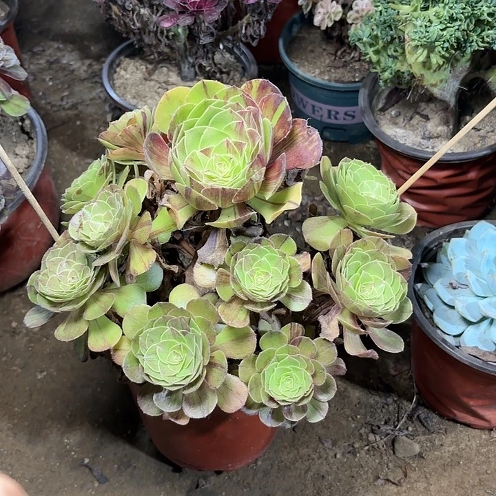 多肉植物花月夜43