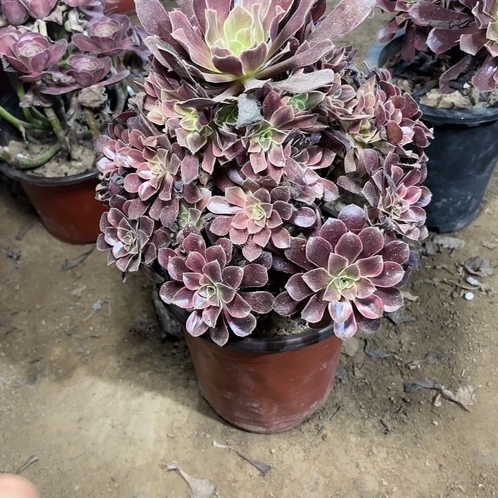 多肉植物金丝雀137