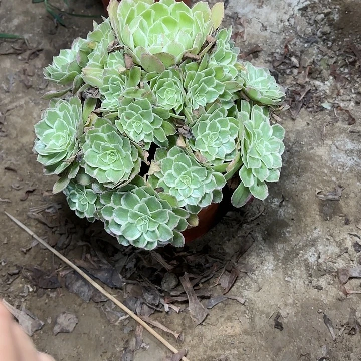 多肉植物法师海王110