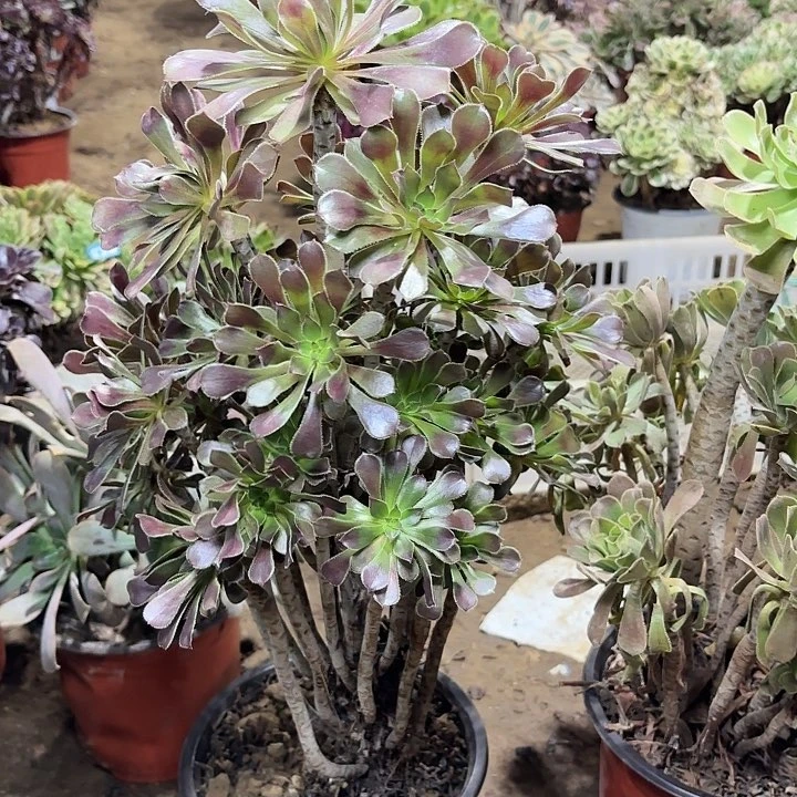 多肉植物法师灰法71