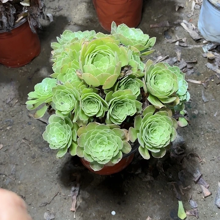 多肉植物万圣节48