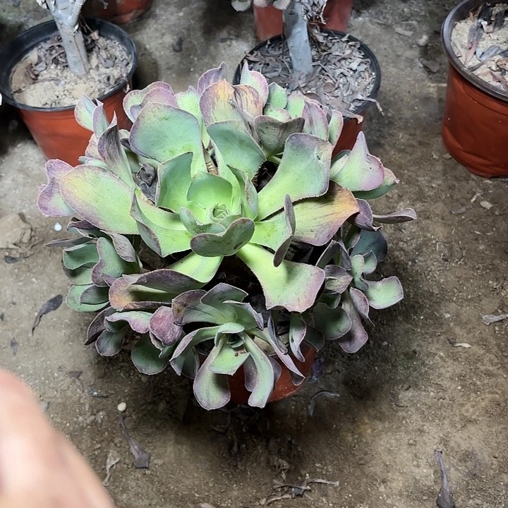 多肉植物红富士101