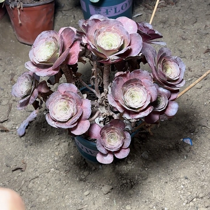 多肉植物魅金玫瑰5
