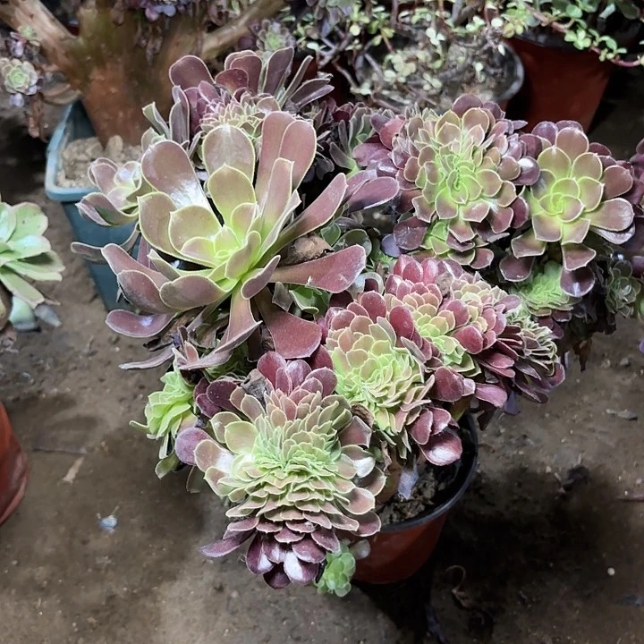 多肉植物欧紫缀44
