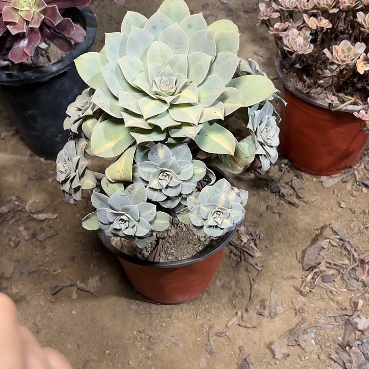 多肉植物黄中斑138