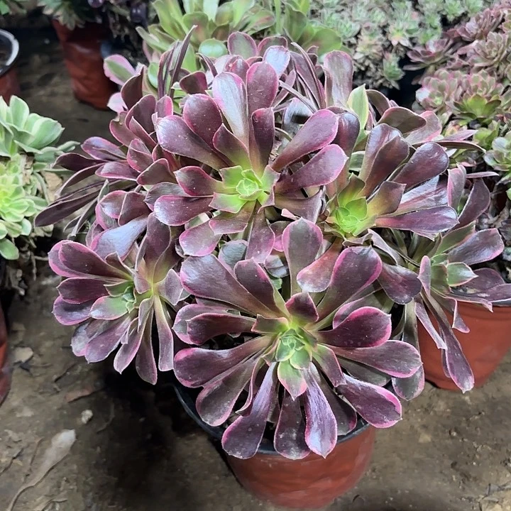 多肉植物金丝雀50