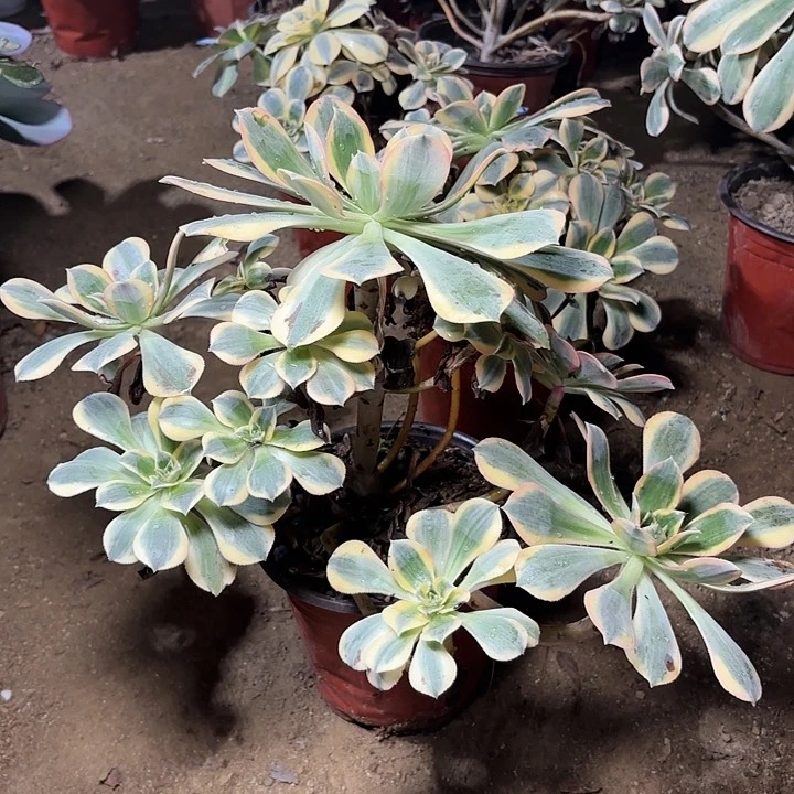 金****）多肉植物法师灿烂30