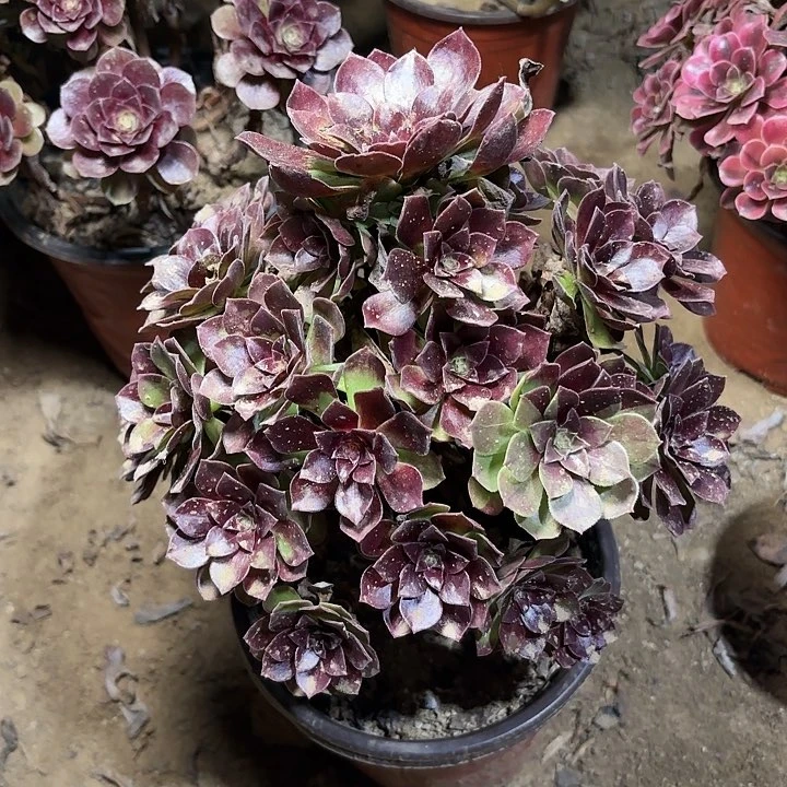 多肉植物赤焰莲12