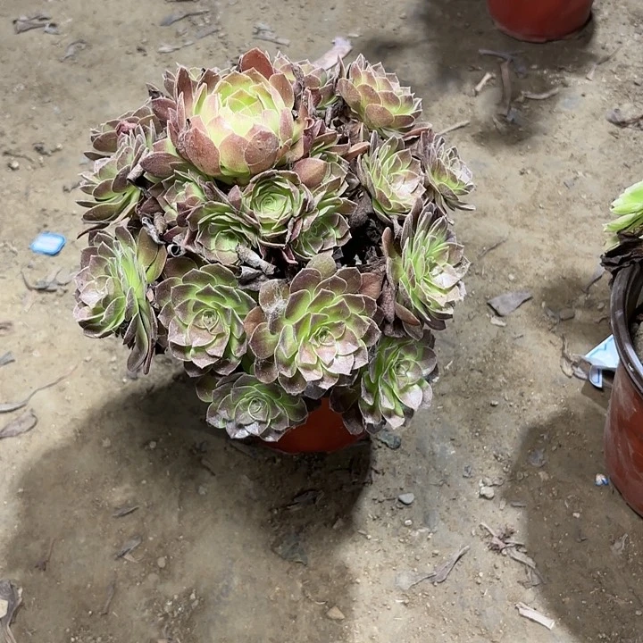多肉植物赤焰莲114