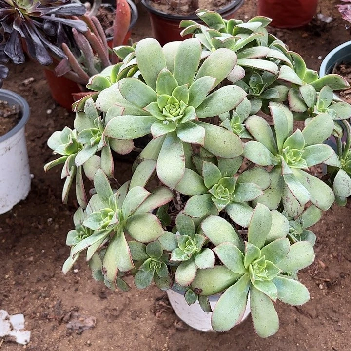 多肉植物艳日辉55