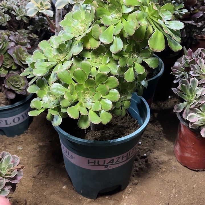 多肉植物法师微锦110