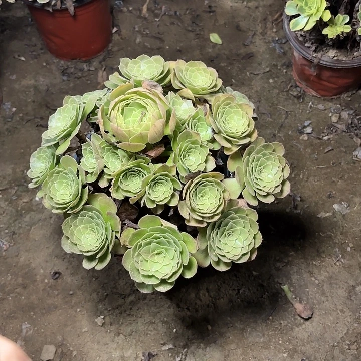 海****n多肉植物万圣夜73