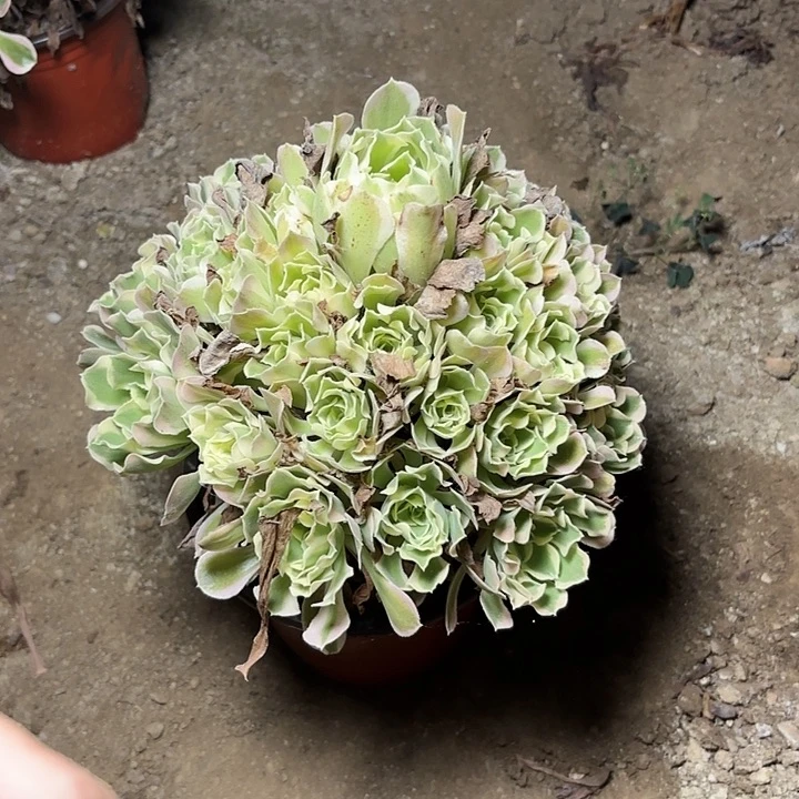 多肉植物法师白凤3