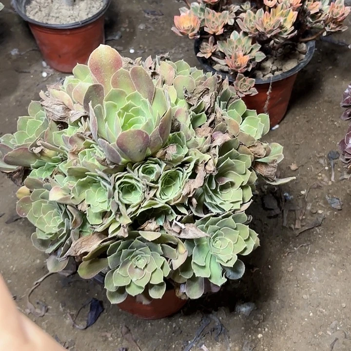 多肉植物雅典娜19