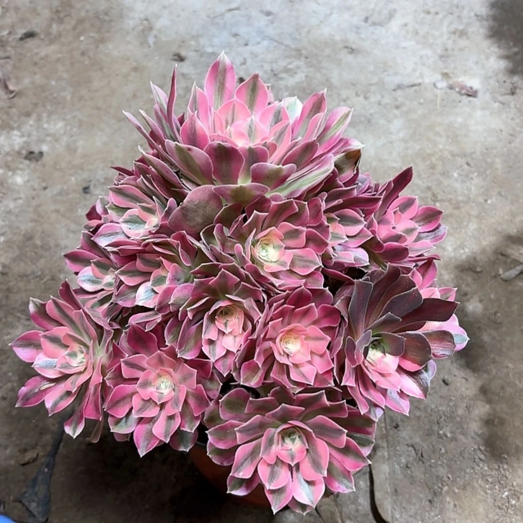 【闪购商品】多肉23