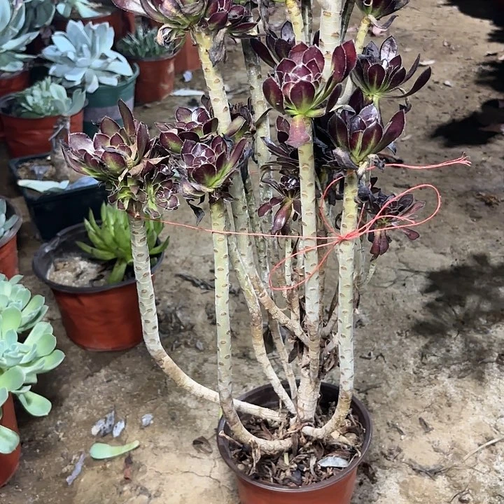 维*纳多肉植物法师绿剑112