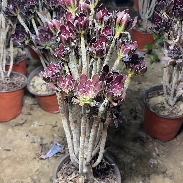 多肉植物法师绿剑18