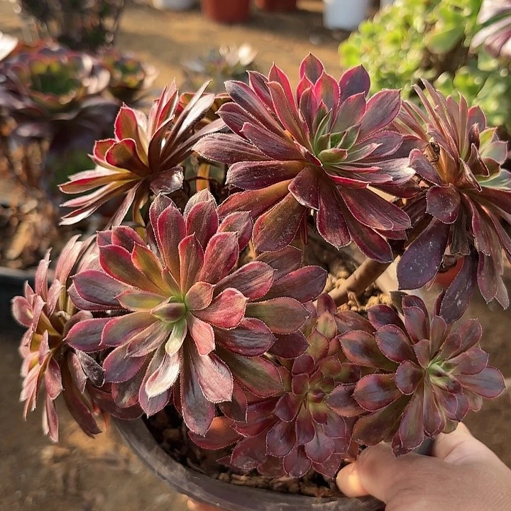 多肉植物黑甜鹅57