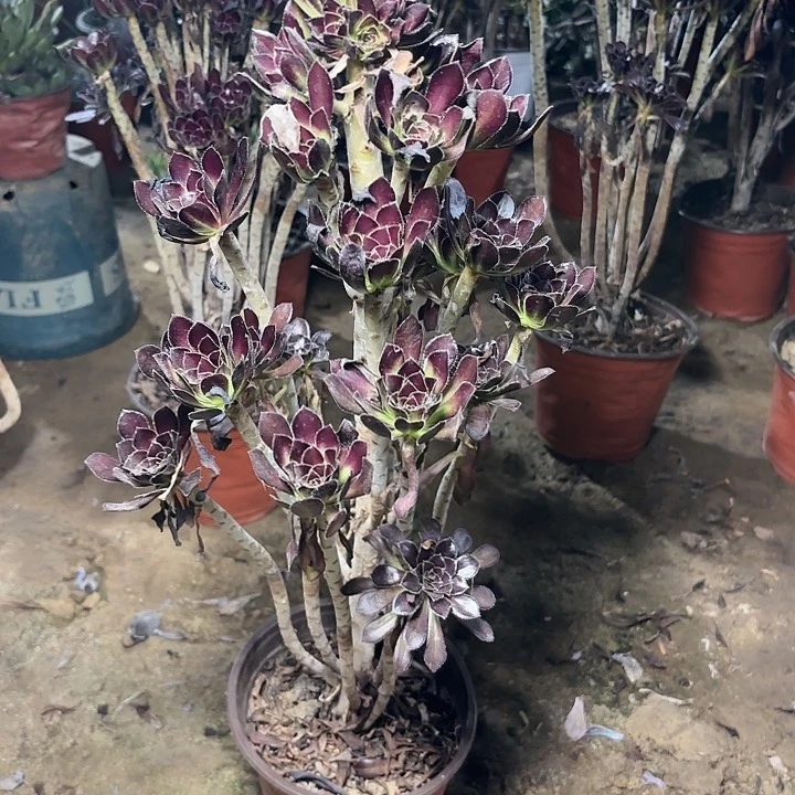 多肉植物法师绿剑6