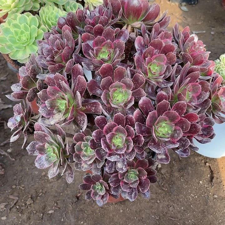 多肉植物赤霞飞54