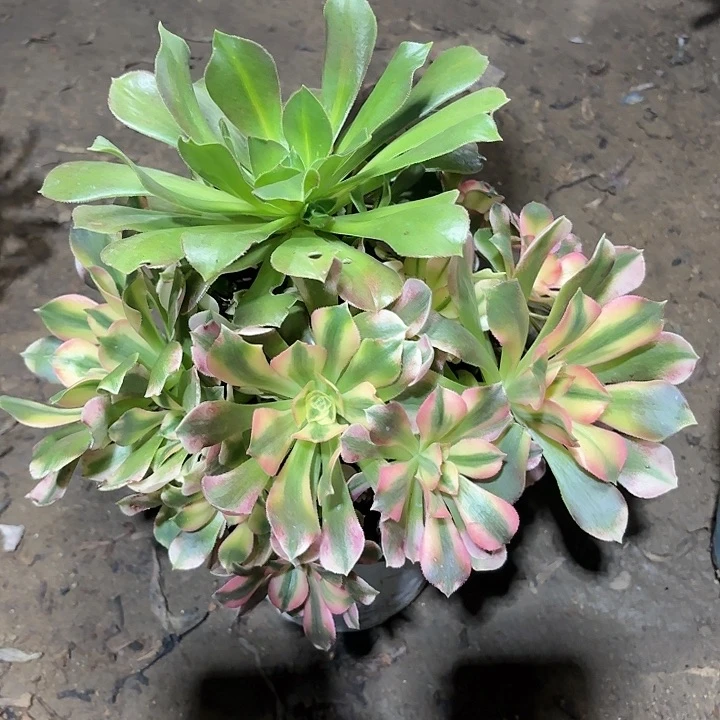 多肉植物法师香妃75
