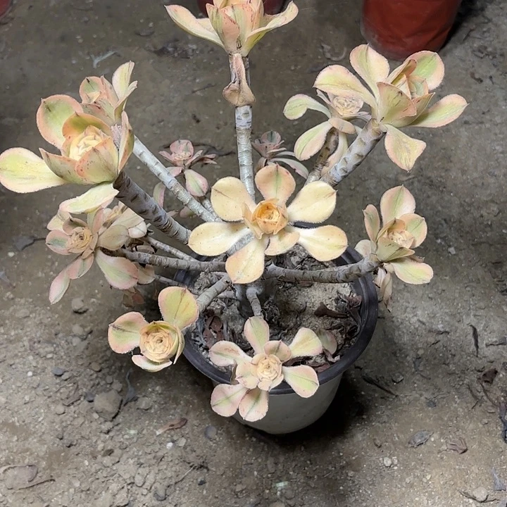 多肉植物艳姿金2