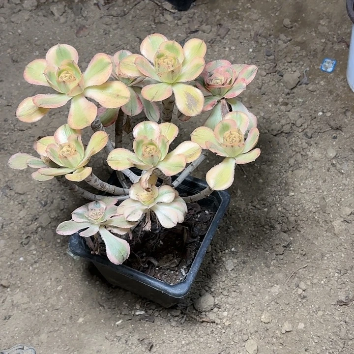 多肉植物艳姿锦1