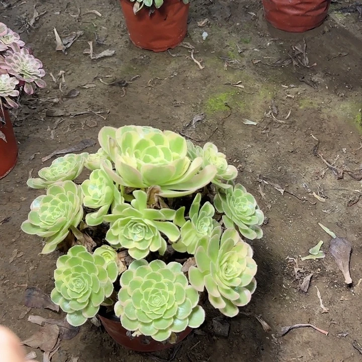 多肉植物法师奶白14