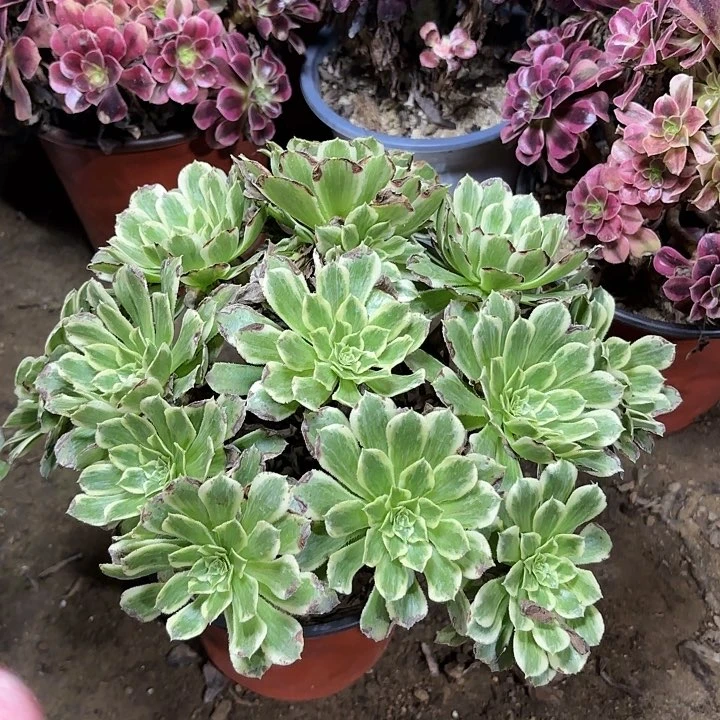 多肉植物法师碧浪75